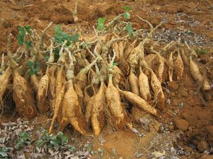 Kudzu root