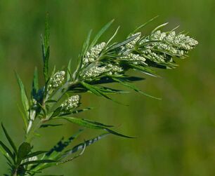 mugwort